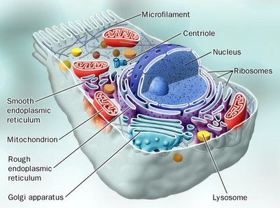 De plaats van de mitochondrien in de cel