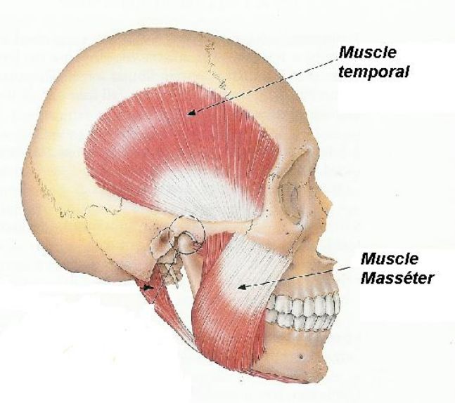 muscle masseter