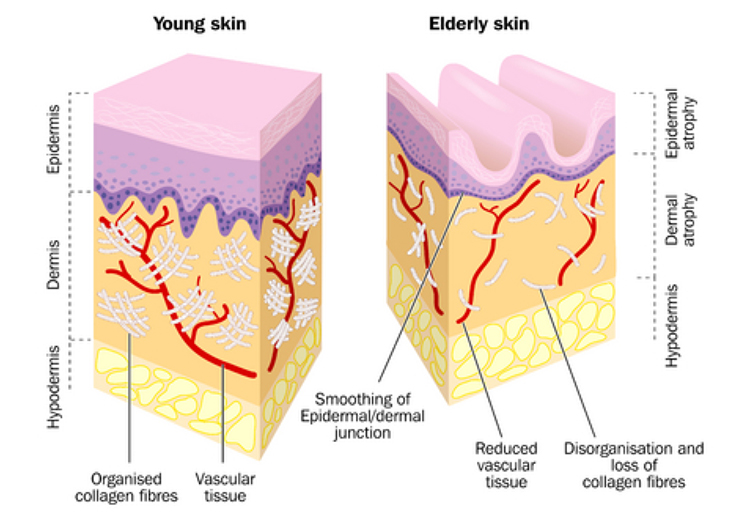 Alpha-H Younger Skin versus Older Skin