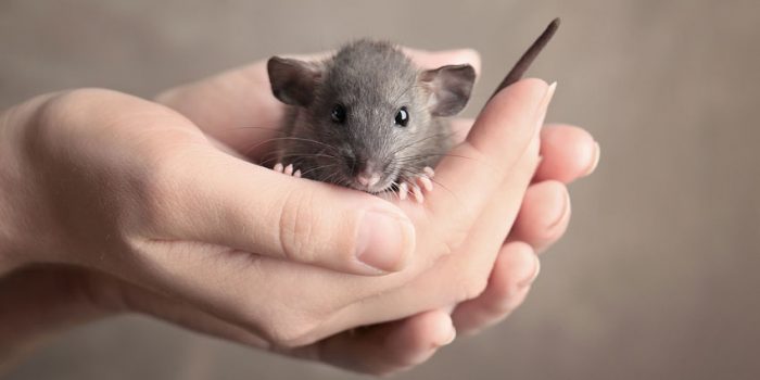 dierproeven muis