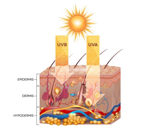 invloed zonlicht op darmflora