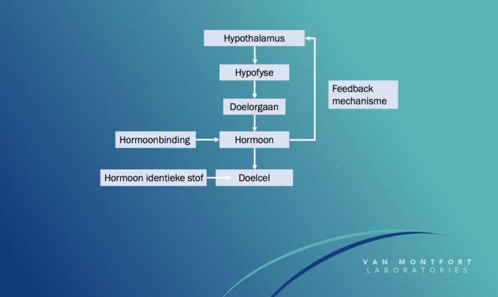 hormonen