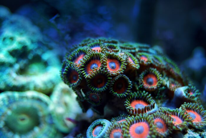 zee koraal