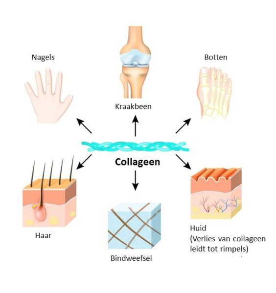 collageen pascaud
