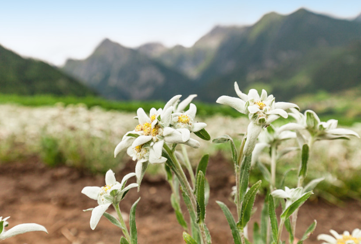 Edelweiss Versterkende Gezichtsverzorging van Weleda