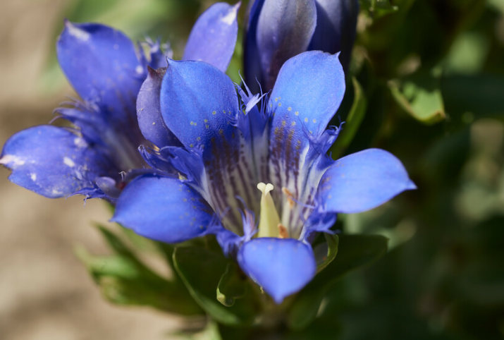 Blauwe gentiaan Versterkende Gezichtsverzorging van Weleda