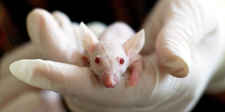Animal Testing Pixabay